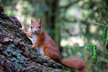 Portrait of red squirrel in forest. Sciurus vulgaris. Czech Republic
