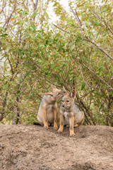 Fototapeta premium A pair of jackal pups playing near their den and waiting for parents inside Masai Mara National Reserve during a wildlife safari