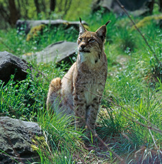 Luchs