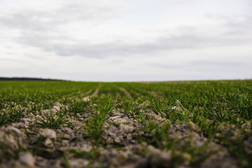 Field of young wheat seedlings growing in autumn. Young green wheat growing in soil. Agricultural proces. Close up on sprouting rye agriculture on a field sunny day with blue sky. Sprouts of rye.