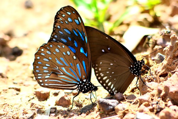 butterfly attached on the ground, Pang Sida national park, Sakaew, Thailand