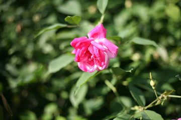 A beautiful pink rose in the garden