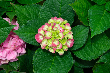 Beautiful blue hydrangea or hortensia flower (Hydrangea macrophylla) in slight color variations ranging from blue to purple.