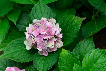 Beautiful blue hydrangea or hortensia flower (Hydrangea macrophylla) in slight color variations ranging from blue to purple.