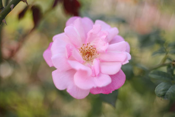 A beautiful pink rose in the garden