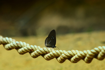 butterfly attached on the ground, Pang Sida national park, Sakaew, Thailand