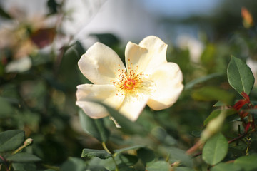 Obraz na płótnie Canvas A beautiful creamy rose in the garden