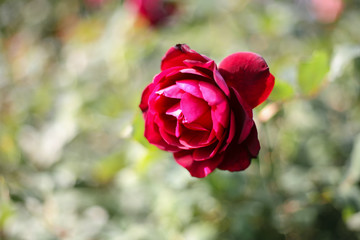 A beautiful red rose in the garden