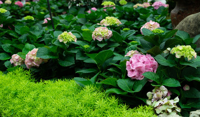 Beautiful blue hydrangea or hortensia flower (Hydrangea macrophylla) in slight color variations ranging from blue to purple.