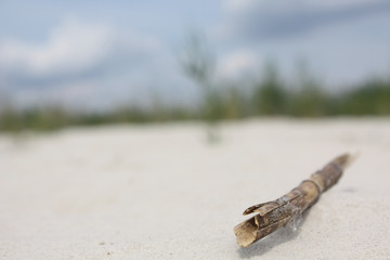 the reed stick lies in the foreground in the sand, the background is blurry
