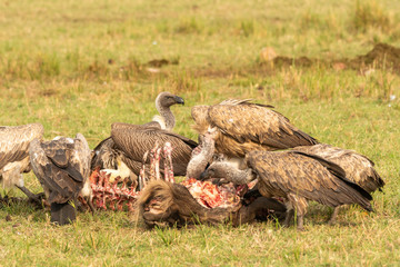 A group of vultures feeding on a kill left over by a cheetah in the plains of Masai Mara National Reserve during a wildlife safari