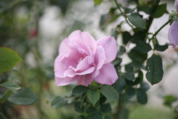 A beautiful pink rose in the garden