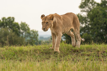 A lone lioness walking in the plains of Masai Mara National Reserve during a wildlife safari
