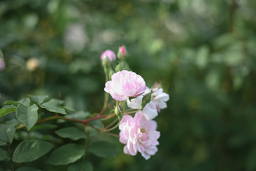 Fototapeta na wymiar A beautiful pink rose in the garden