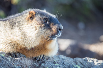 marmot on a rock