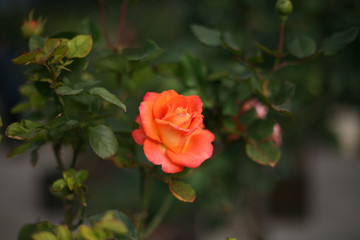 A beautiful peach orange rose in the garden