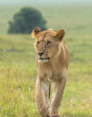 A lone lioness walking in the plains of Masai Mara National Reserve during a wildlife safari