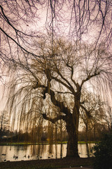 A willow with leafeless branches in the city park in the hanze city Kampen, at the edge of the city canal, province Overijssel the Netherlands