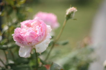 A beautiful pink rose in the garden