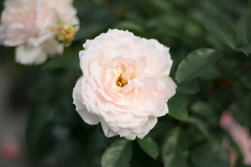 A beautiful creamy rose in the garden