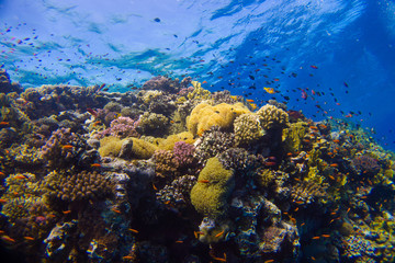 Naklejka na ściany i meble Beautiful coral reef with anemone and clown fish in the red sea