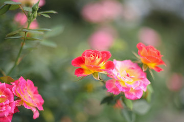 Fototapeta na wymiar A beautiful peach orange rose in the garden
