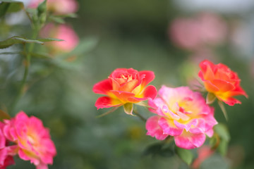 A beautiful peach orange rose in the garden