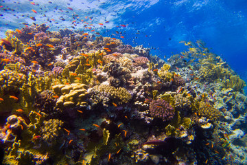 Plakat Beautiful coral reef with anemone and clown fish in the red sea