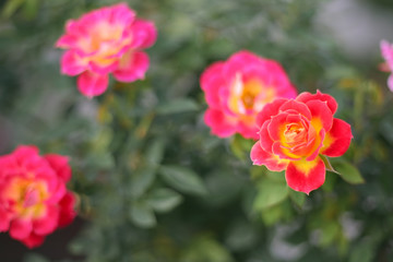 A beautiful peach orange rose in the garden