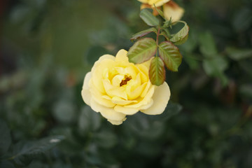 A beautiful yellow rose in the garden