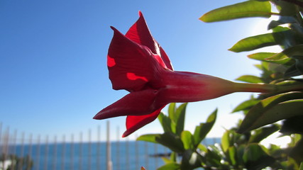 Datura flower with a large dark red calyx against a cloudless blue sky on a sunny day by the sea in the background.