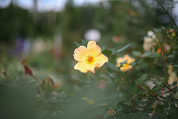 A beautiful yellow rose in the garden