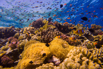 Fototapeta na wymiar Beautiful coral reef with anemone and clown fish in the red sea
