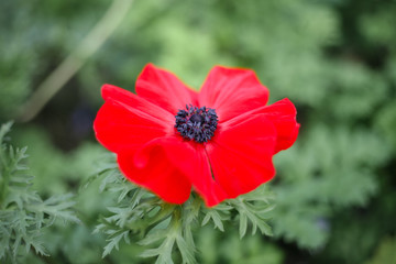 A beautiful red flower in the garden
