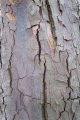 Baumstruktur im Closeupe