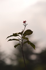 plant on blue sky background