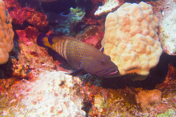 Grouper of the red sea