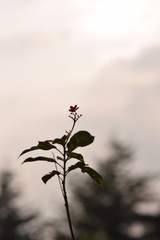 flowers on a background of blue sky