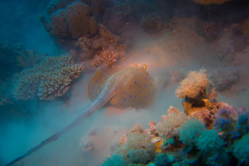 Bluespotted sting ray