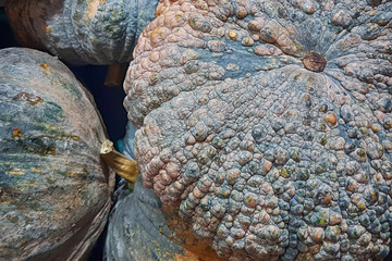 Obraz premium raw pumpkin in group texture, pile of pumpkin in market