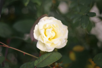 A beautiful white rose in the garden