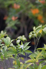 flowers in the garden