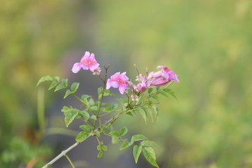 purple flowers on green background