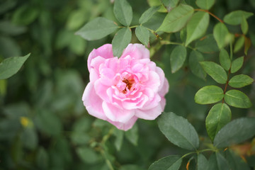 A beautiful pink rose in the garden