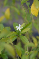 White flower in the valley