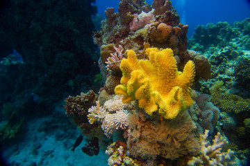 Naklejka na ściany i meble Beautifil coral reefs of the red sea underwater fotographie