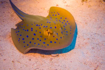 Tuinposter bluespotted stingray, Neotrygon kuhlii, Dasyatis kuhlii, also known as bluespotted maskray or Kuhl's stingray, is a species of stingray of the Dasyatidae family © Tobias