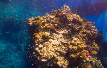 Beautifil coral reefs of the red sea underwater fotographie