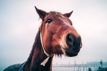 Funny large head of a happy friendly horse looking close straight into the camera during freezing cold winter. Animal friends on a white snowy farm.