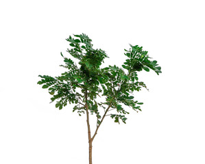 Natural green tree isolated on white background with selective focus
